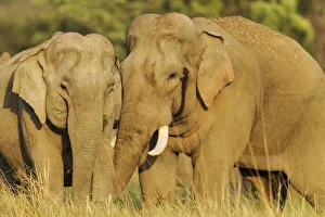 Images Dated 29th September 2019: Courting pair of Asian Elephants. Corbett National Park, India