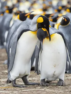 Images Dated 30th May 2019: Courtship display. King Penguin on Falkland Islands