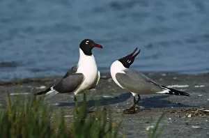 Images Dated 10th March 2006: A courtship ritual of Laughing Gulls (Larus atricilla). USA, Florida