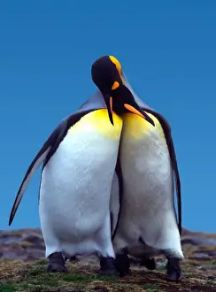 Penguin Prints: Courtship ritual of a pair of King Penguins (Aptenodytes patagonica)