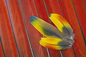 Macaw Prints: Three Covert Feathers laying on Scarlet Macaws Tail Feathers