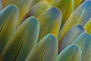 Macaw Prints: Covert wing feathers of the Camelot Macaw