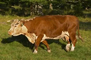 Images Dated 10th August 2004: Cow Brown and white Profile Smaland region. Sweden, Europe