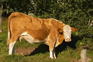 Images Dated 10th August 2004: Cow Brown and white Profile Smaland region. Sweden, Europe