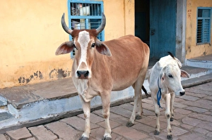 Jojawar Prints: Cow and calf on the street, Jojawar, Rajasthan, India