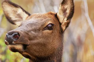 National Prints: Cow elk head shot