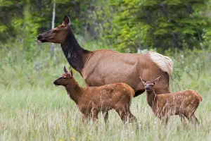 Survival Prints: Cow elk with twin calves, Canadian Rockies, Alberta, Canada
