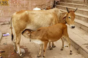 Images Dated 25th September 2005: Cow feeding her calf, Varanasi, India