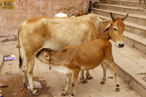 Images Dated 25th September 2005: Cow feeding her calf, Varanasi, India