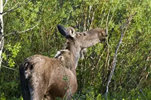 Three Quarter Length Prints: Cow female moose feed on branches in the Many Glacier Valley of Glacier National