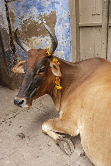Images Dated 26th September 2005: Cow with flowers, Varanasi, India