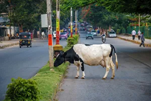 Images Dated 24th September 2005: Cow grazing on the street, Bangalore, India