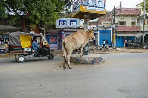 Images Dated 25th September 2005: Cow in the middle of the street, Varanasi, India