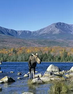 Images Dated 2nd July 2007: Cow moose (Alces alces) wading in the lake with Mt. Katahdin in the background. Baxter State Park