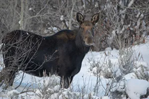 Eye Contact Prints: Cow Moose portrait in winter, Victor, Idaho