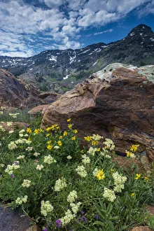 Asteraceae Prints: Cow parsnip, mules ear, and quartzite rock in Twin Peaks Wilderness