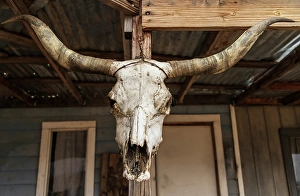 Rustic Prints: Cow skull hanging in a simulated old west town in Arizona, USA