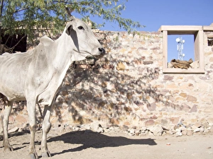 Udaipur Prints: Cow and stonewall with communications tower in the background, Jodhpur, Rajasthan, India