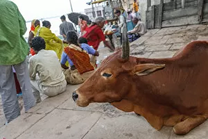 Images Dated 25th September 2005: Cow, Varanasi, India