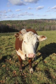 Massachusetts Prints: A cow at Wheel-View Farm, Shelburne, Massachusetts, United States, North America