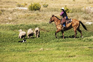 Lasso Prints: Cowboy on horse and Border Collie, lassoiing, sheep