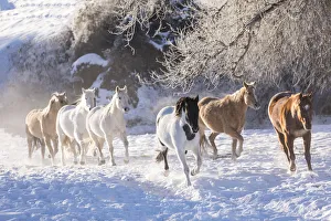Cowboy horse drive on Hideout Ranch, Shell, Wyoming. Herd of horses running in snow