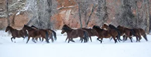 Cowboy horse drive on Hideout Ranch, Shell, Wyoming. Herd of horses running in snow