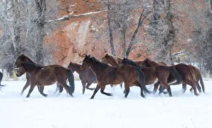 Cowboy horse drive on Hideout Ranch, Shell, Wyoming. Herd of horses running in snow