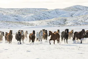 Cowboy horse drive on Hideout Ranch, Shell, Wyoming. Herd of horses running in snow