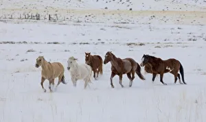 Cowboy horse drive on Hideout Ranch, Shell, Wyoming. Herd of horses running in snow