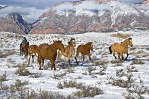 Western Scenic Prints: Cowboy with horses on the range on The Hideout Ranch in Shell Wyomin