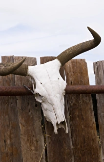 Hero Prints: The cowboy life in the USA West Steer Skull on fence