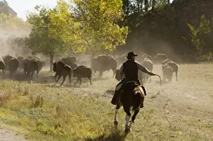 Cowboy pushing herd at Bison Roundup, Custer State Park, Black Hills, South Dakota, USA