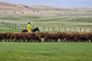 Cowboy in rain slicker hers red angus cattle in pasture near North Platte Nebraska