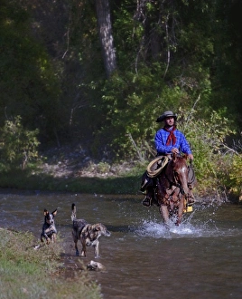 Western Scenic Prints: A cowboy running a river with his dogs in Shell Wyoming