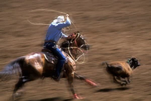 A cowboy swings a lasso, ready to rope a calf at high speed in the St. Paul Rodeo