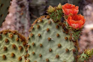 Cacti Prints: Cowboy whiskers prickly pear cactus flowering at the Arizona Sonoran Desert Museum in Tucson
