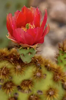 Images Dated 25th April 2022: Cowboy whiskers prickly pear cactus flowering at the Arizona Sonoran Desert Museum in Tucson