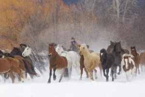 Images Dated 4th July 2019: Cowboys during winter roundup, Kalispell, Montana