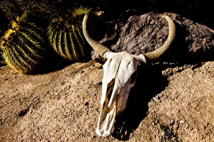 Dead Prints: Cowl skull out in the desert, Tucson, Arizona, United States