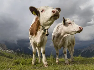 Dolomite Prints: Cows on alpine pasture. Dolomites at Passo Giau. Italy
