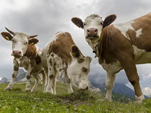 Images Dated 28th January 2020: Cows on alpine pasture. Dolomites at Passo Giau. Italy