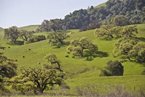 Cows graze beneath a grove of California Valley Oak (Quercus lobata) trees