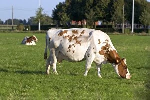 Images Dated 5th August 2007: Cows graze on a farm in northern Belgium