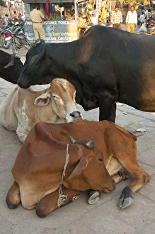 Jodhpur Prints: Cows in the market, Sardar Market, Jodhpur, Rajasthan, India