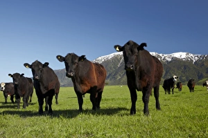 Kaikoura Prints: Cows near Kaikoura, and Seaward Kaikoura Ranges, Marlborough, South Island, New Zealand