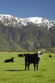 Images Dated 17th October 2011: Cows near Kaikoura, and Seaward Kaikoura Ranges, Marlborough, South Island, New Zealand