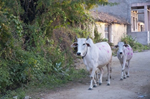 Images Dated 17th November 2012: Cows painted in different patters and colors to show ownership, Jojawar, Rajasthan, India
