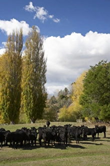 Herbivorous Prints: Cows and Poplar Trees, Tukituki Valley, Hawkes Bay, North Island, New Zealand