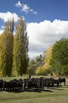 Images Dated 24th April 2007: Cows and Poplar Trees, Tukituki Valley, Hawkes Bay, North Island, New Zealand